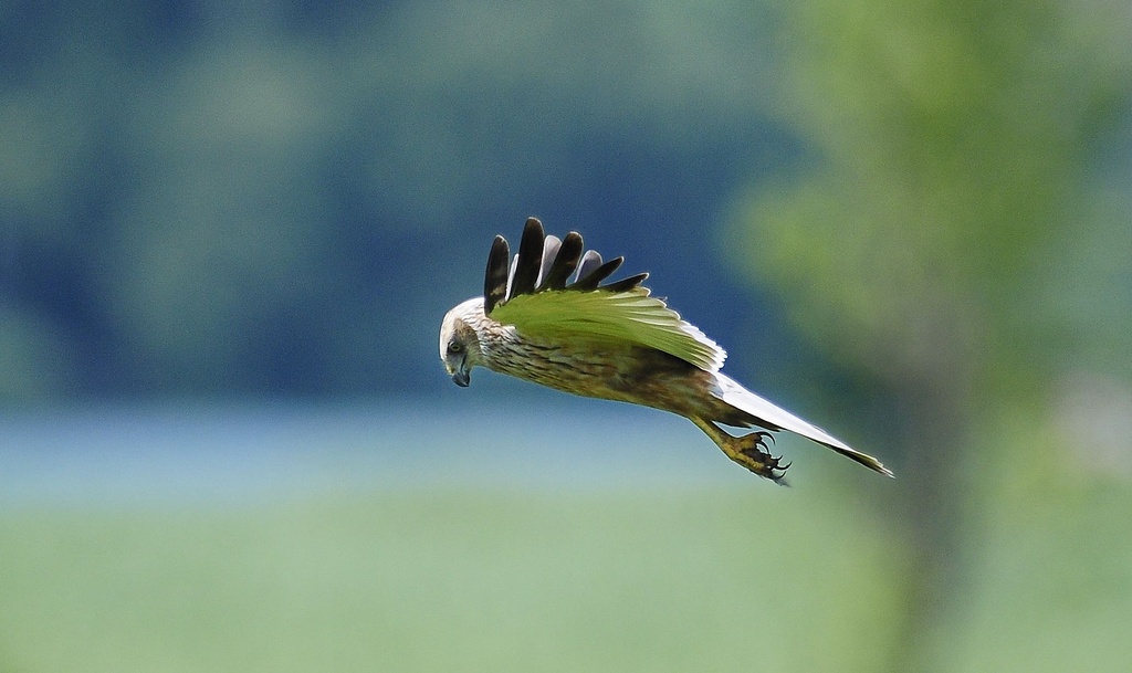 Falco di Palude